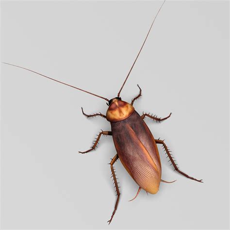 realistic roach